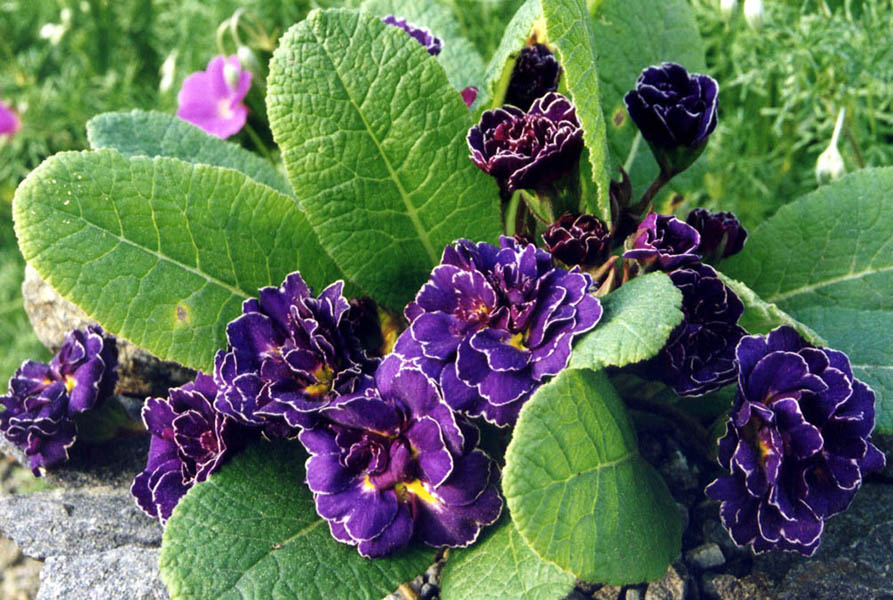 Primula 'Miss indigo' in bloom in a semi-shaded garden